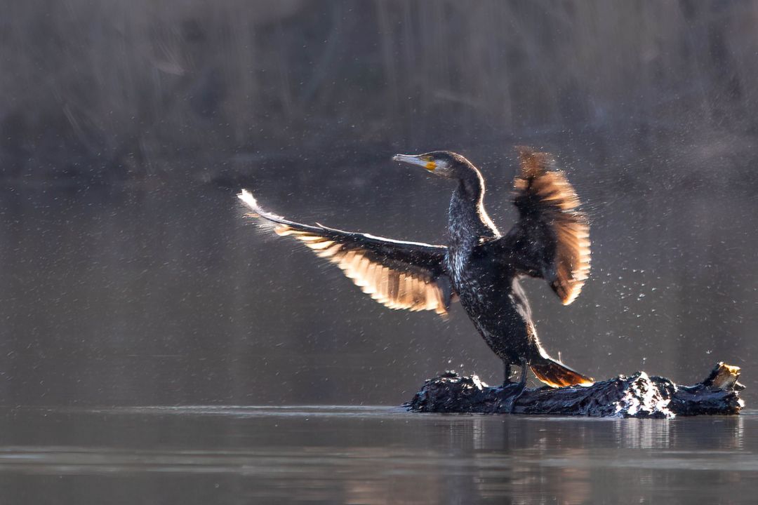 Kormoran © Andreas Kaiser