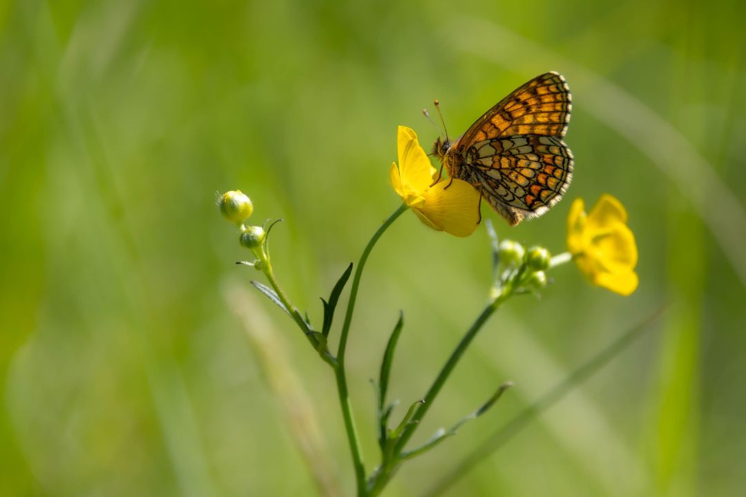 Mähwiesen-Scheckenfalter © Andreas Kaiser Mähwiesen-Scheckenfalter © Andreas Kaiser
